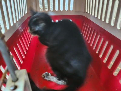 (사)동부동물보호협회_426331202500048